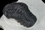 Nice, Austerops Trilobite - Visible Eye Facets #165899-5